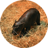 Currency icon