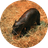 Currency icon