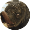 Currency icon