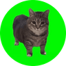Currency icon