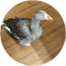 Currency icon