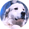 Currency icon